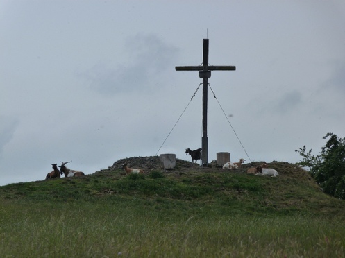 Ziegen am Gipfelkreuz